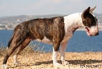 Étalon Bull Terrier - Cookie (Sans Affixe)