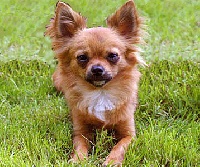 Étalon Chihuahua - Aisha Bianca gemma
