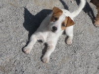 Étalon Jack Russell Terrier - Clafouti Des Hauts d'Alène