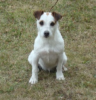 Étalon Jack Russell Terrier - Something Else Vvanadoo.fr