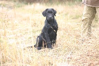 Étalon Labrador Retriever - Cheyenne De sandie landes
