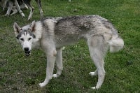Étalon Siberian Husky - Gil-galad of Naggaroth