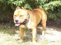 Étalon Staffordshire Bull Terrier - Balou boy (Sans Affixe)