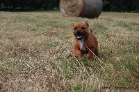 Étalon Staffordshire Bull Terrier - Dubaï of little Bomber