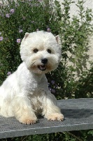 Étalon West Highland White Terrier - Sheina de Willycott