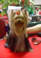 Étalon Yorkshire Terrier - China doll de la Pam'Pommeraie