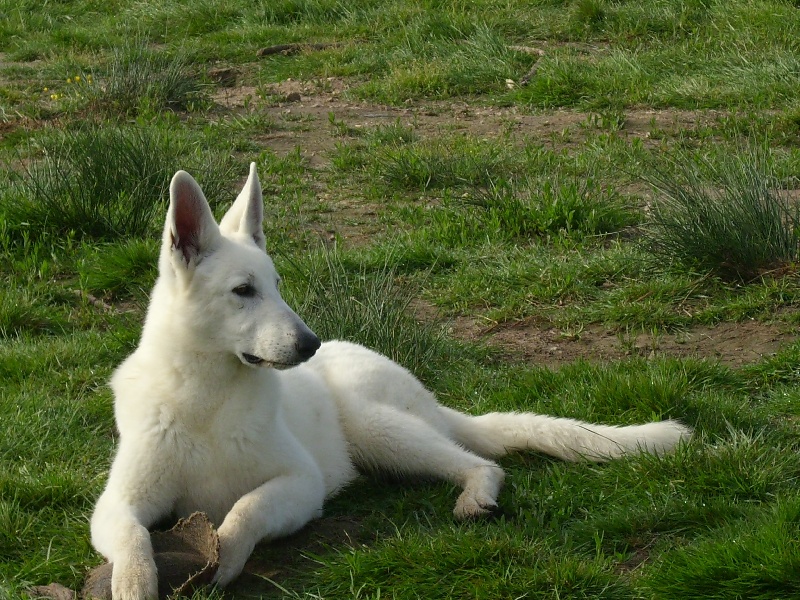 Chien Elevage Du Domaine De Pegase Eleveur De Chiens