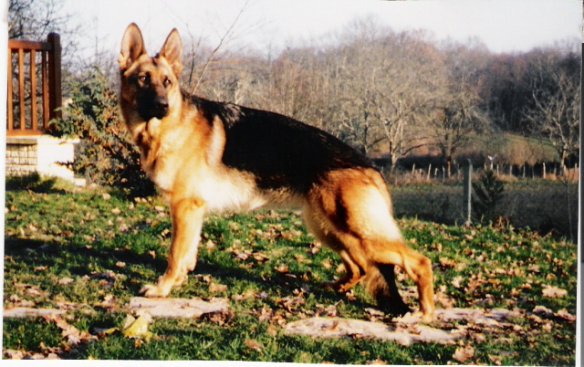 Chien Berger Allemand Vanille De La Louve Rousse