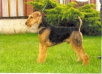 Étalon Airedale Terrier - CH. Ypsilon (Sans Affixe)