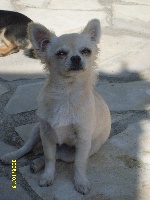 Étalon Chihuahua - Daisy de l'Arche Cevenole