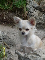 Étalon Chihuahua - Diam's du royaume de Casabelle