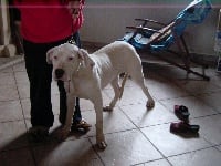 Étalon Dogo Argentino - Huiliche el guardian blanco