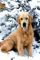 Étalon Golden Retriever - Babylone du Sarmizegetusa Regia