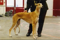 Étalon Greyhound - R de famille De La Haultière