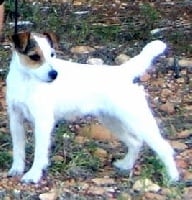 Étalon Jack Russell Terrier - Foxwarren Lychette Bristol cream