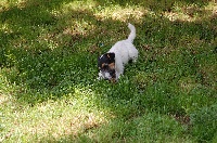 Étalon Jack Russell Terrier - Absolute Amazing Dutch-Deedee
