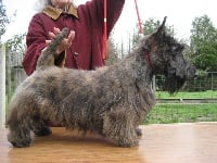 Étalon Scottish Terrier - Caecilius cassander du Moulin de Mac Grégor