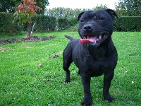 Étalon Staffordshire Bull Terrier - Black Insolence Calyp-so-cuba