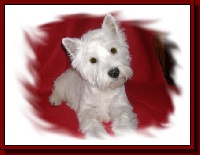Étalon West Highland White Terrier - Dowarka d'Aberfoyle