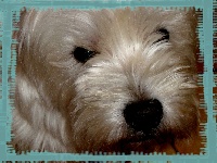 Étalon West Highland White Terrier - Saphir de la Robiniere