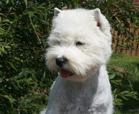 Étalon West Highland White Terrier - Carnaby street blues de Champernoune