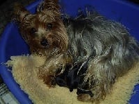 Étalon Yorkshire Terrier - Thelma of sissi forever