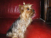 Étalon Yorkshire Terrier - Beauty dantan