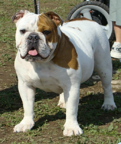 Les Bulldog Anglais de l'affixe   du Menhir de Roqueblanque