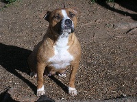 Étalon American Staffordshire Terrier - Beautifull Demonia (Sans Affixe)