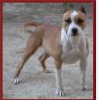 Étalon American Staffordshire Terrier - Une belle fille (massaï) du domaine de Zeus