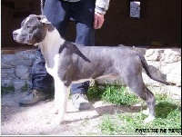 Étalon American Staffordshire Terrier - Blood pur du domaine de Zeus