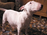 Étalon Bull Terrier - Arca de la vallée de la Somme