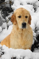 Étalon Golden Retriever - Blanka du Sarmizegetusa Regia