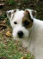 Étalon Jack Russell Terrier - Foxwarren Boboe