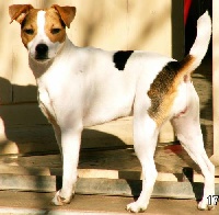 Étalon Jack Russell Terrier - Astrid du Bois des Carnutes