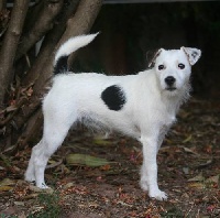Étalon Jack Russell Terrier - Charabia De la forge saint eloi