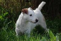 Étalon Jack Russell Terrier - Bibi la Belette Fancy free