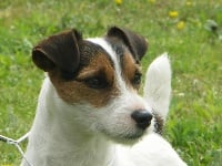 Étalon Jack Russell Terrier - CH. Ad  hoc Fancy free