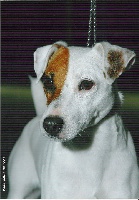 Étalon Parson Russell Terrier - CH. U.k of Puppydogs Tails