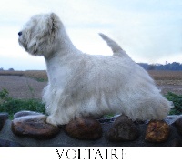 Étalon West Highland White Terrier - CH. Voltaire de Willycott