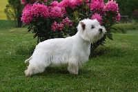 Étalon West Highland White Terrier - Cyrene de la Haute Fougère