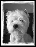 Étalon West Highland White Terrier - Biguine love d'Aberfoyle
