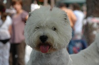 Étalon West Highland White Terrier - CH. Appy des Olipins