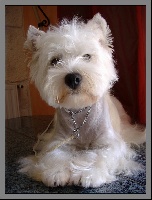 Étalon West Highland White Terrier - Tara  king De babalou