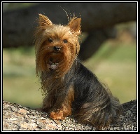 Étalon Yorkshire Terrier -  betty boop des princes de kazan