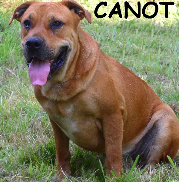 Canot (Sans Affixe)