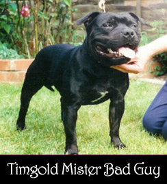 timgold Mister bad guy