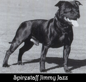 CH. spirestaff Jimmy jazz