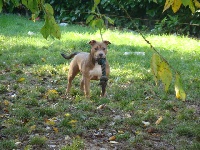 Étalon American Staffordshire Terrier - Dynamite de ker ki kolo (Sans Affixe)