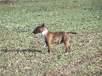 Étalon Bull Terrier - Titan Des terres de bretagne